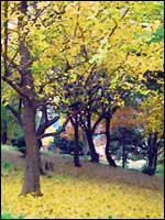 @晩秋の公園