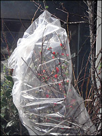 Ume Tree