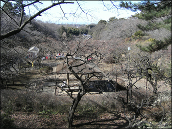 ume-grove@ohkurayama-park.yokohama, 梅林@大倉山公園.横浜