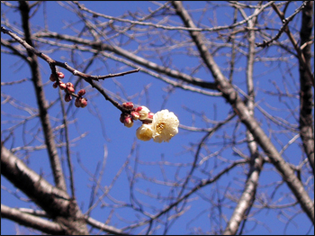 ume-grove@ohkurayama-park.yokohama, 梅林@大倉山公園.横浜