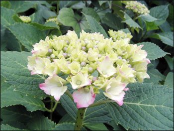 紫陽花@代官屋敷.代官坂.元町.横浜, hydrangea@magistrate's_residence.daikan-zaka.motomachi.yokohama