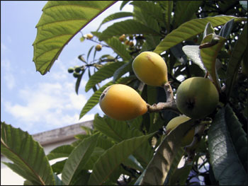 枇杷 loquat