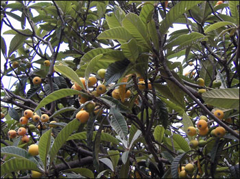 枇杷 loquat
