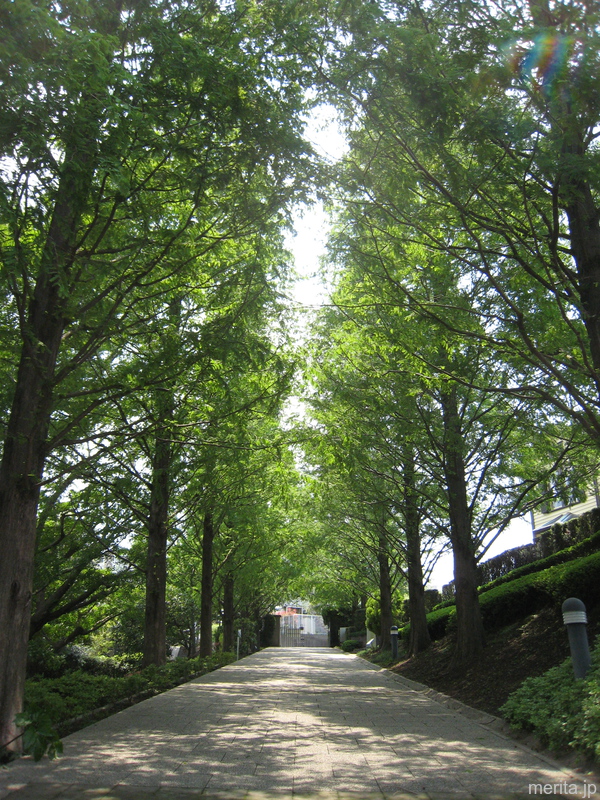 山手イタリア山庭園・メタセコイア並木のプロムナード