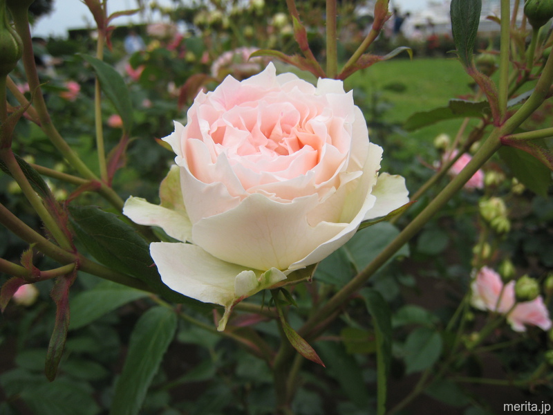 山下公園・薔薇
